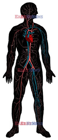 Anatomia 