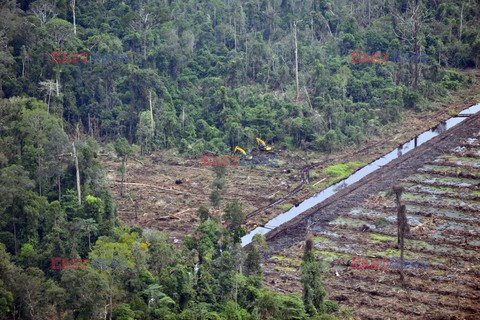 Niszczenia lasów deszczowanych na Sumatrze