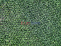 Aerial images of cityscape, landscape, and agriculture in Johor, Malaysia