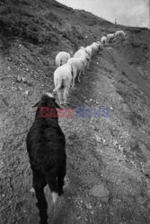 Albanian Shepherds