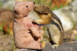 Zakochana wiewiórka ziemna i obiekt jej uczuć