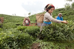Tea industry in India