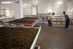 Tea industry in India