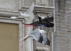 Papieskie gołębie w niebezpieczeństwie