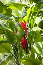 Ogród plantatora na Barbados - Andreas Von Einsiedel