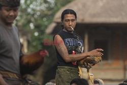 Walki kogutów w Bali