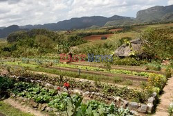 Ekologiczna farma na Kubie - Redux