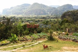 Ekologiczna farma na Kubie - Redux