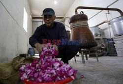 Zbieranie płatków róż - AFP