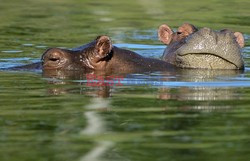 Hipopotamy Escobara - AFP