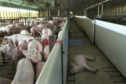 Fermy świń w Illinois - Sipa