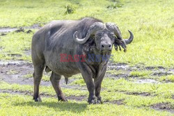 Podróże - Zambia - Bezkrwawe łowy - Jahreszeiten Verlag
