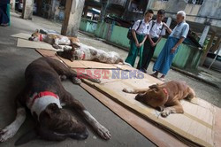 Zabłąkane psy w Yangon - AFP