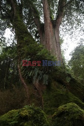 Park narodowy Alishan - Sipa