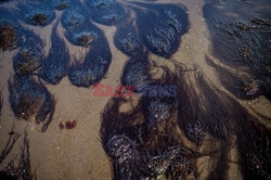 Zbiór alg w Chile - AFP