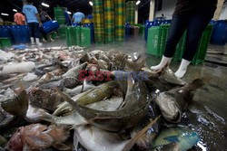 Rybołówstwo w Tajlandii - Redux