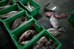 Rybołówstwo w Tajlandii - Redux