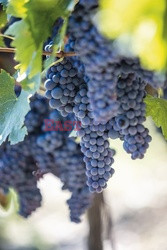 Urokliwe, toskańskie winnice - Jalag Syndication