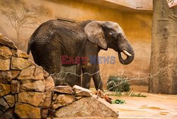 18. urodziny słonia Leona