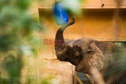 18. urodziny słonia Leona