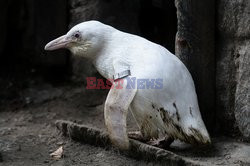 Jedyny żyjący w niewoli biały pingwin urodził się w Gdańsku