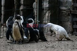 Jedyny żyjący w niewoli biały pingwin urodził się w Gdańsku