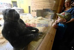 Jedyny goryl na Ukrainie