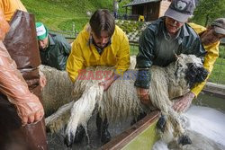 Walliserska czarnonosa - święto owcy w Szwajcarii