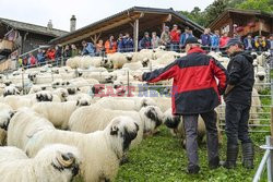Walliserska czarnonosa - święto owcy w Szwajcarii