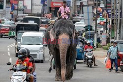 Słoń na ulicach Sri Lanki