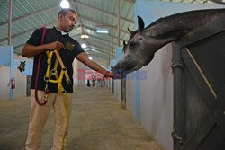 Konie w prywatnej stajni w Arabii Saudyjskiej