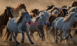 Konie mongolskie w Chinach