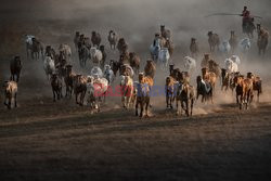 Konie mongolskie w Chinach