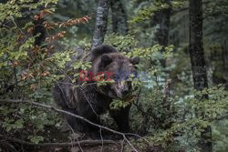 Niedźwiedź brunatny z Trentino schwytany - Redux