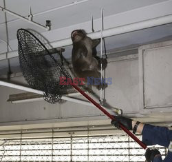 Policjanci łapią małpę