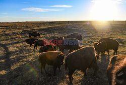 Hodowla bizonów