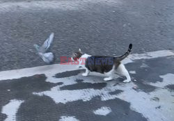 Kot upolował gołębia