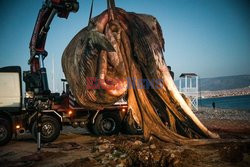 Martwy wieloryb na greckiej plaży