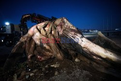 Martwy wieloryb na greckiej plaży