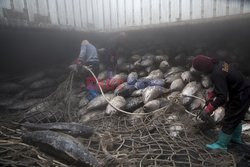 Roczny połów tuńczyka