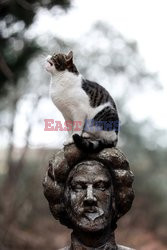 Koty na pomniku
