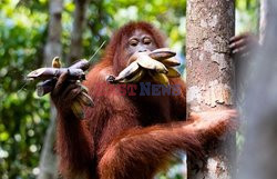 Orangutan z bananami