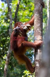 Orangutan z bananami