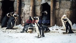 Zwierzęta w gdańskim zoo