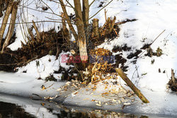 Szkody wyrządzone przez bobry w Olsztynie