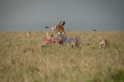 Gepardy upolowały zebrę