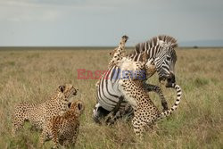 Gepardy upolowały zebrę