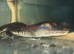 W zoo w Limie urodziły się dwa krokodyle z zagrożonego gatunku