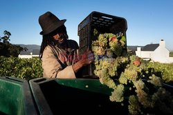 Winnice w RPA - AFP