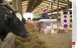 Koncertuje w oborze żeby krowy dawały lepsze mleko